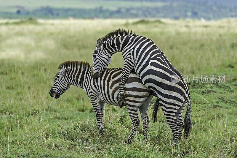 格兰特斑马(Equus quagga boehmi)是平原斑马的七个亚种中最小的。这个亚种代表了塞伦盖蒂-马拉生态系统的斑马形态。肯尼亚马赛马拉国家保护区。交配。